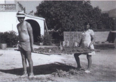 FOTOGRAFIES ANTIGUES (Gata en el record) -519, la de hui-