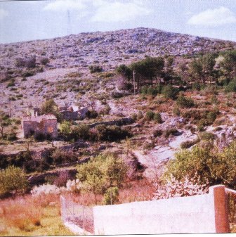 FOTOGRAFIES ANTIGUES (Gata en el record) -525-