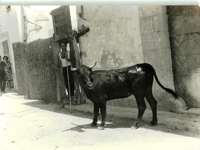 FOTOGRAFIES ANTIGUES (Gata en el record) -698-