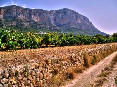 IMATGES CURIOSES: els ceps de les Valls i el vell Montgó
