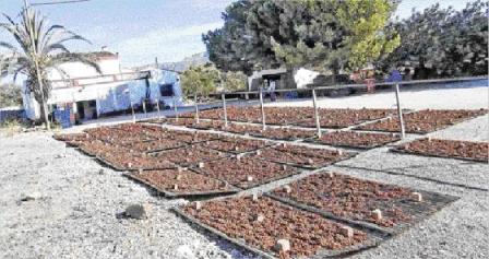 LA PREMSA PARLA del'escaldà, tècnica agrícola de dos-mils anys