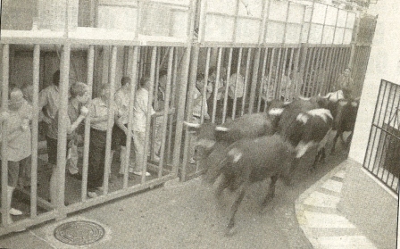 FOTOGRAFIES ANTIGUES (Gata en el record) -934, la de hui, dia 4-