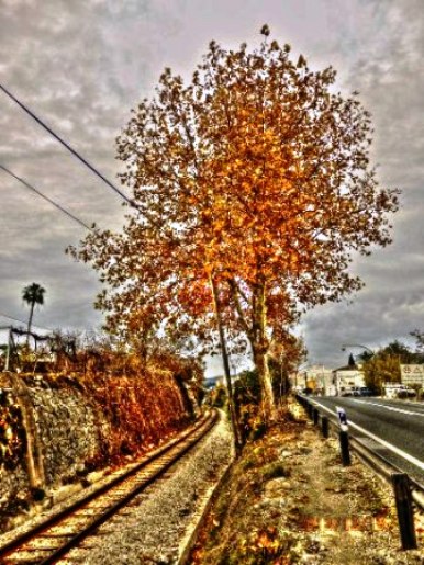 IMATGES CURIOSES: Vies, arbre, carretera, cel, 