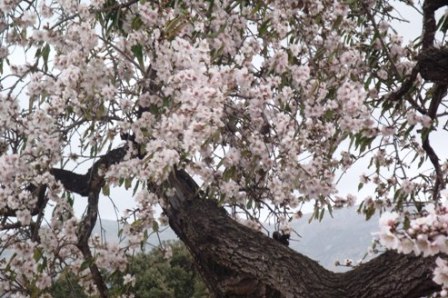 IMATGES CURIOSES: Ja tenim els ametlers en flor