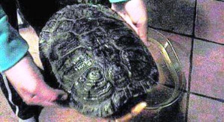 LA PREMSA PARLAde la tortuga perduda i la Policia Local