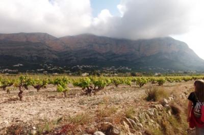 IMATGES CURIOSES: Montgó, Valls i paisatges de ceps