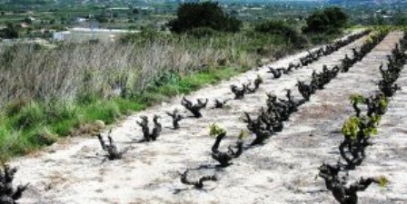 LA PREMSA parla de la plaga de conills, que es mengen els brots dels ceps del terme