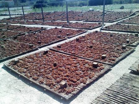 IMATGES CURIOSES: encara es fa pansa a Gata