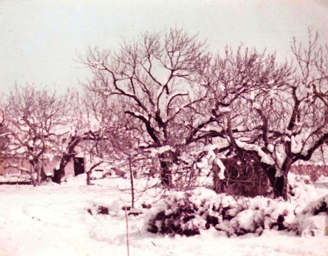 DIMECRES, 31 ANYS DAQUELLA GRAN NEVADA