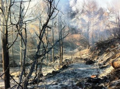 EL NOSTRE MONTGÓ ES CREMA ( i IV ): després del desastre