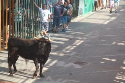 HUI, DILLUNS 28, ÉS EL DIA DEDICAT AL BOU A LES FESTES DE GATA