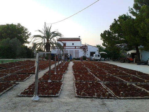 COSTUM AGRÍCOLA A GATA: És temps d'escaldar ( 6 )