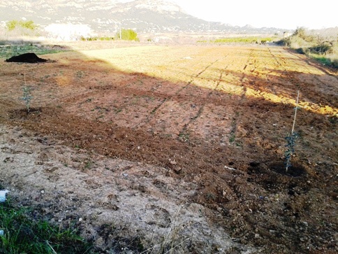 ROBATORI DE PLANTONS D'OLIVERES DE TOT UN BANCAL (terme de Gata)