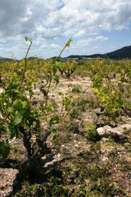 L'AJUNTAMENT DE GATA REUNEIX AL CONSELL AGRARI MUNICIPAL