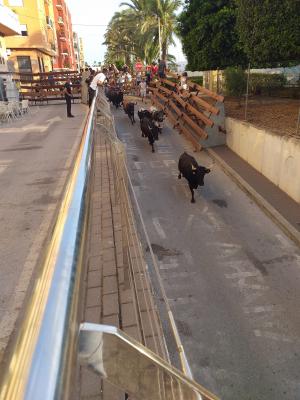 FESTES PATRONALS GATA 2022: JA S'HA INAUGURAT EL CORRO DELS BOUS. Aquest matí, primera i típica entrà