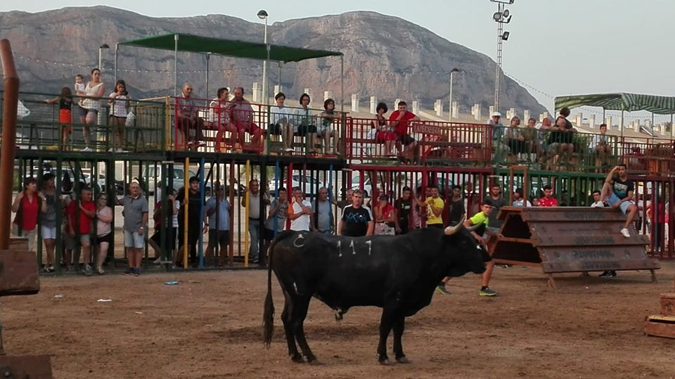 FESTES GATA: TOT EL DIA DEDICAT AL BOU (9é dia d'actes) 