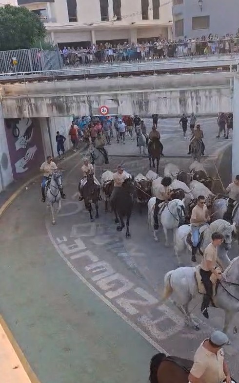 FESTES GATA: LA NOVETAT AHIR, ENTRADA DE CAVALLS I MANSOS