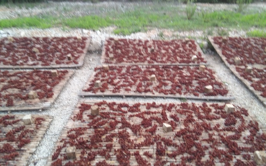 VELLES ESTAMPES DEL DOLÇ ART DE L'ESCALDÀ A GATA