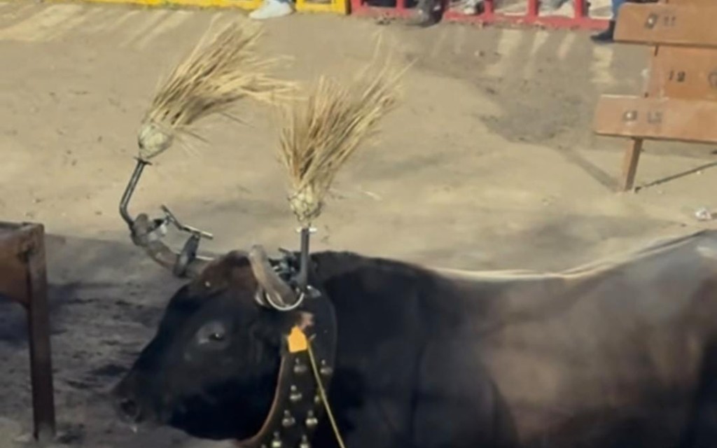 ELS CAVALLS, LA SEUA DOMA I EL PASSEIG PEL POBLE, DOMINEN EL MATÍ DEL TERCER DIA DE FESTES DE SANT MIQUEL