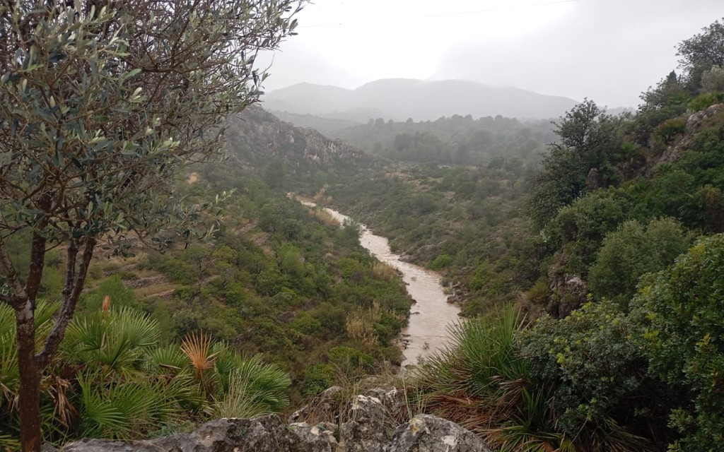 A GATA TORNA A BAIXAR AIGUA PEL RIU. HA VINGUT EL RIU A LES 9:45 HORES. Al poble ja rondem el centenar de litres només hui. L'última vegada del riu, el dia de sant Josep
