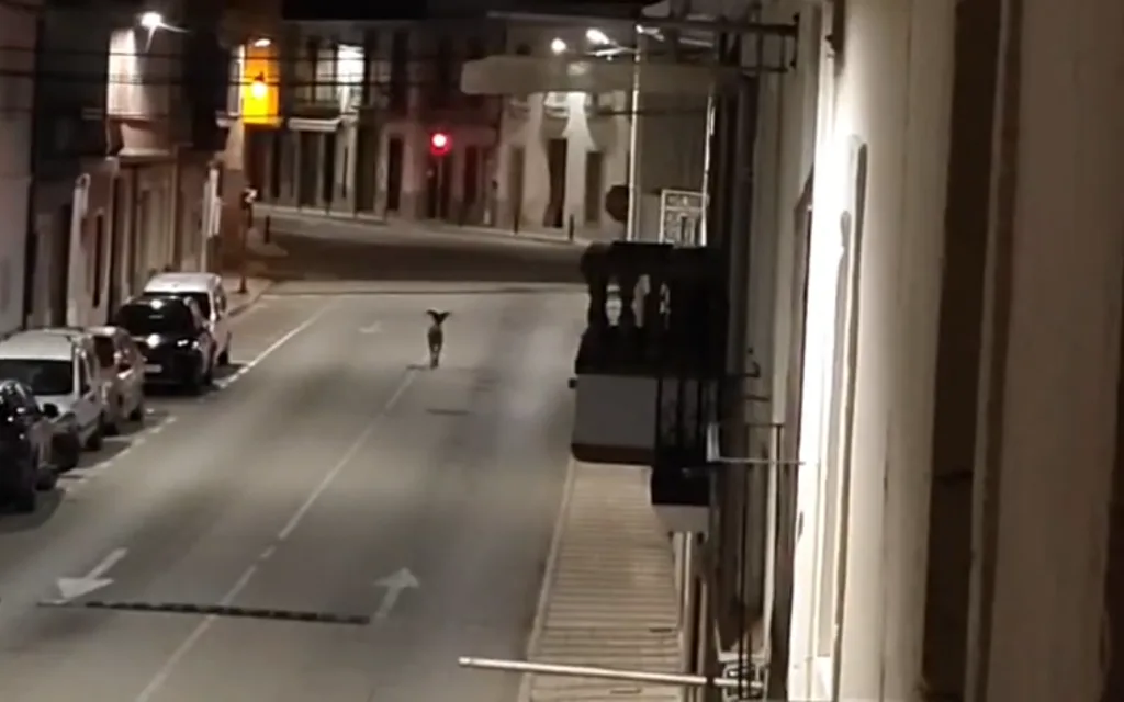 UN VISITANT SORPRESA TRAVESSA GATA PER LA NIT:  L'ARRUÍ DESORIENTAT