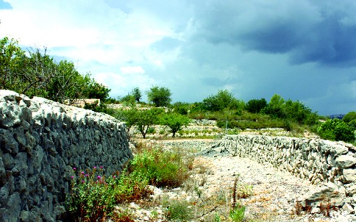 SABIEU...? QUE LA PANSA DE SOL DE GATA ERA MOLT DEMANDADA FA 120 ANYS