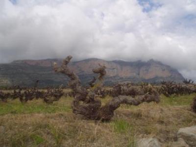 PICA ESPART I FES CORDELL