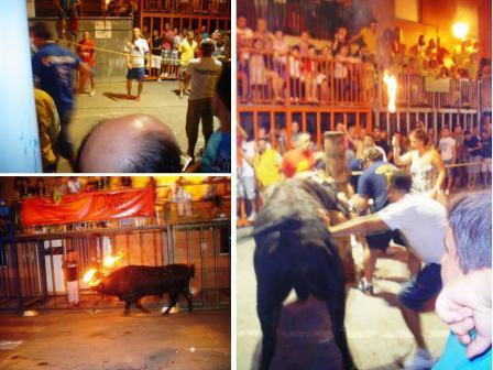 CRÒNICA FESTERA: Tercer dia de festes: L´ESPECTACLE DEL BOU EMBOLAT