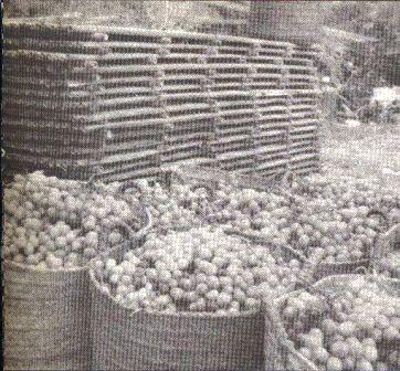 ESTAMPES DE L´ESCALDÀ: Canyissos i cabassos.