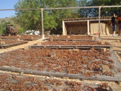 ESTAMPES DE L´ESCALDÀ: De raïm a pansa