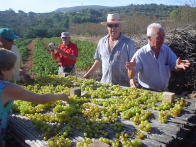 ESTAMPES DE L´ESCALDÀ: Tot el raïm escampat al canyís