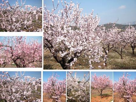 IMATGES CURIOSES: LA BONICA FLOR DE L'AMETLLER.
