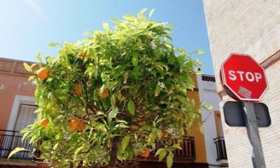 MIRADES URBANES: Pareu, ací hi ha taronges.