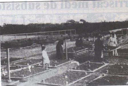 FOTOGRAFIES ANTIGUES (Gata en el record) -497-