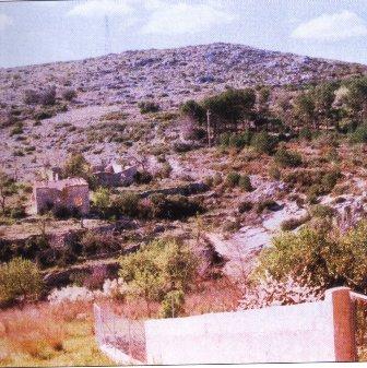 FOTOGRAFIES ANTIGUES (Gata en el record) -525-