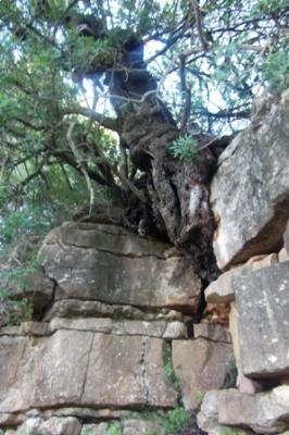 IMATGES CURIOSES: la Mata de la Font