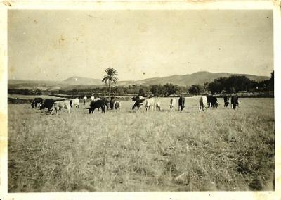 FOTOGRAFIES ANTIGUES (Gata en el record) -765- (la foto d'ahir dia 18)