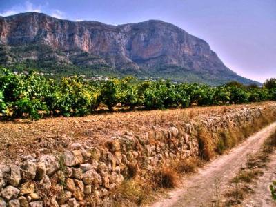 IMATGES CURIOSES: els ceps de les Valls i el vell Montgó