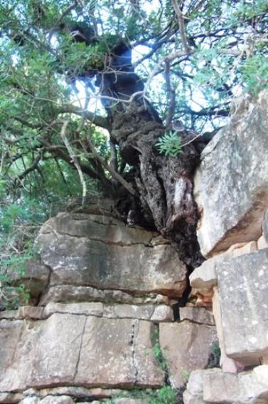 GATA TÉ TRES ARBRES MONUMENTALS CATALOGATS (Publicat hui al DOCV)