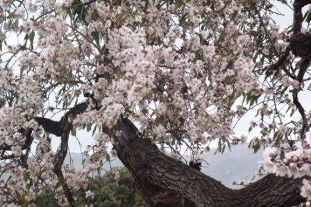 IMATGES CURIOSES: Ja tenim els ametlers en flor