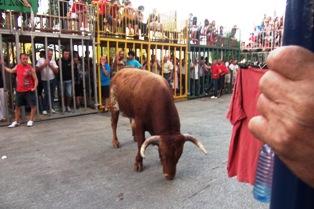 DEMÀ DIMARTS, PRIMER PLE ORDINARI DE 2013: PRESSUPOST I BOUS