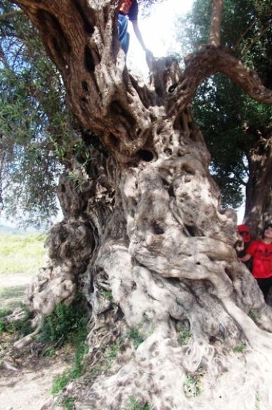FOTOS AMB HISTÒRIA: lOlivera Mil·lenària (terme de Xàbia)