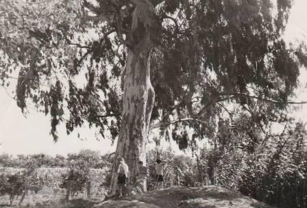 FOTOGRAFIES ANTIGUES (Gata en el record) -1.193, la del dia 22/7-