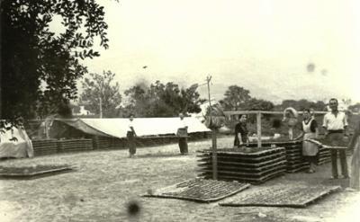 FOTOGRAFIES ANTIGUES (Gata en el record) -1.297-