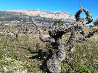 PRIMERA IMATGE CURIOSA: el cep dorm; vigila el Montgó