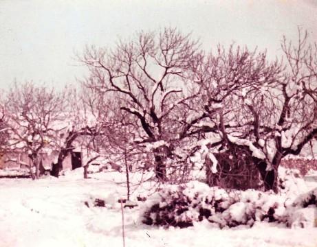 DIMECRES, 31 ANYS DAQUELLA GRAN NEVADA