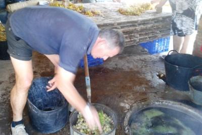 COSTUM AGRÍCOLA A GATA: És temps d'escaldar ( 2 )