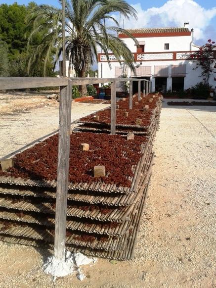 COSTUM AGRÍCOLA A GATA: És temps d'escaldar ( 9 )