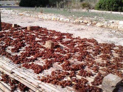 COSTUM AGRÍCOLA A GATA: És temps d'escaldar ( 10 )