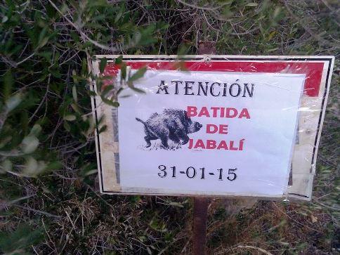 AVÍS: DEMÀ DISSABTE 31 BATUDA AL PORC SENGLAR (Serrillàs)